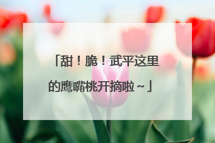 甜！脆！武平这里的鹰嘴桃开摘啦～