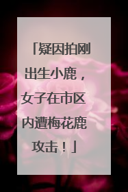 疑因拍刚出生小鹿，女子在市区内遭梅花鹿攻击！