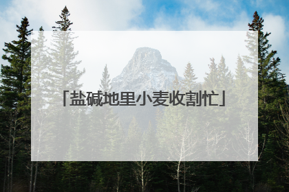 盐碱地里小麦收割忙