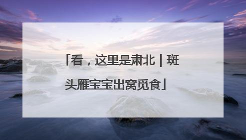 看，这里是肃北｜斑头雁宝宝出窝觅食
