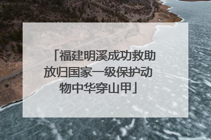 福建明溪成功救助放归国家一级保护动物中华穿山甲