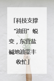 科技支撑“油田”蜕变，东营盐碱地油菜丰收忙