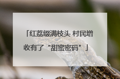 红荔缀满枝头 村民增收有了“甜蜜密码”