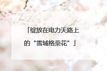 绽放在电力天路上的“雪域格桑花”