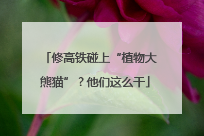 修高铁碰上“植物大熊猫”？他们这么干