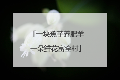 一块蕉芋养肥羊 一朵鲜花富全村