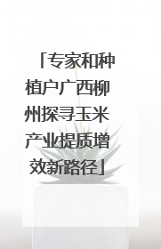 专家和种植户广西柳州探寻玉米产业提质增效新路径