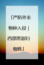严防外来物种入侵｜西部黑寡妇蜘蛛