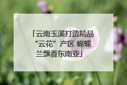云南玉溪打造精品“云花”产区 蝴蝶兰飘香东南亚