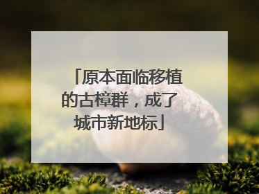 原本面临移植的古樟群，成了城市新地标