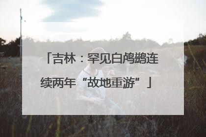 吉林：罕见白鸬鹚连续两年“故地重游”