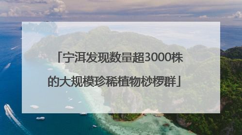 宁洱发现数量超3000株的大规模珍稀植物桫椤群