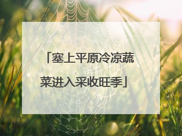 塞上平原冷凉蔬菜进入采收旺季