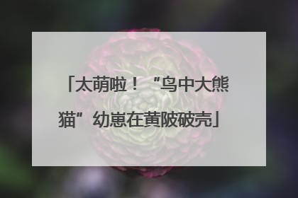 太萌啦！“鸟中大熊猫”幼崽在黄陂破壳