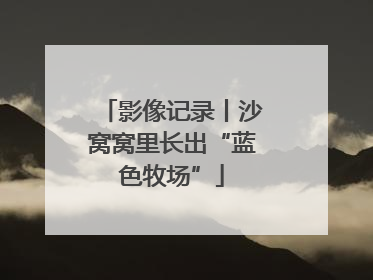 影像记录丨沙窝窝里长出“蓝色牧场”