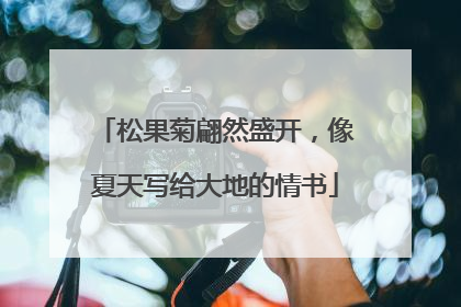 松果菊翩然盛开，像夏天写给大地的情书