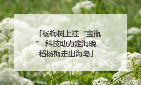 杨梅树上挂“宝瓶” 科技助力定海晚稻杨梅走出海岛