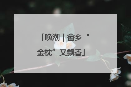 晚潮｜畲乡“金枕”又飘香