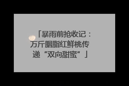 暴雨前抢收记：万斤胭脂红鲜桃传递“双向甜蜜”