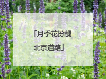 月季花扮靓北京道路