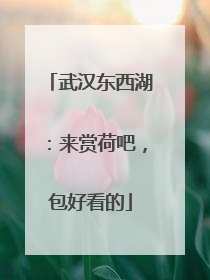 武汉东西湖：来赏荷吧，包好看的