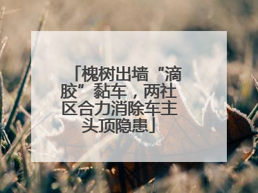 槐树出墙“滴胶”黏车，两社区合力消除车主头顶隐患