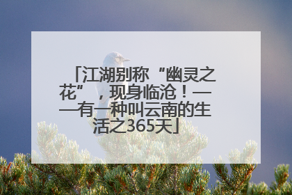 江湖别称“幽灵之花”，现身临沧！——有一种叫云南的生活之365天