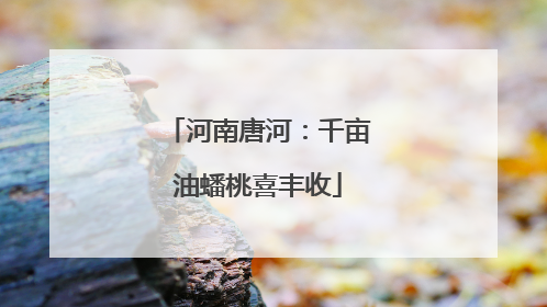 河南唐河：千亩油蟠桃喜丰收