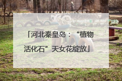 河北秦皇岛：“植物活化石”天女花绽放
