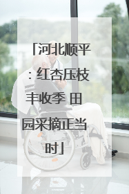 河北顺平：红杏压枝丰收季 田园采摘正当时