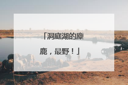 洞庭湖的麋鹿，最野！