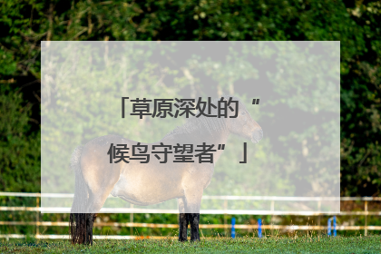 草原深处的“候鸟守望者”