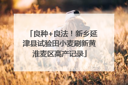 良种+良法！新乡延津县试验田小麦刷新黄淮麦区高产记录