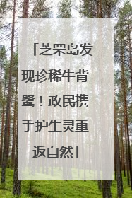 芝罘岛发现珍稀牛背鹭！政民携手护生灵重返自然