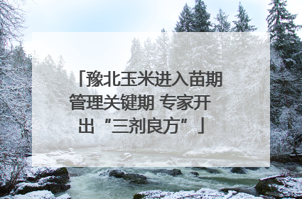 豫北玉米进入苗期管理关键期 专家开出“三剂良方”