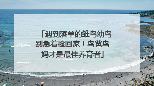 遇到落单的雏鸟幼鸟别急着捡回家！鸟爸鸟妈才是最佳养育者