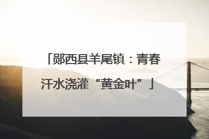 郧西县羊尾镇：青春汗水浇灌“黄金叶”
