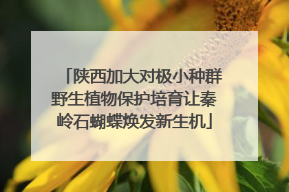 陕西加大对极小种群野生植物保护培育让秦岭石蝴蝶焕发新生机