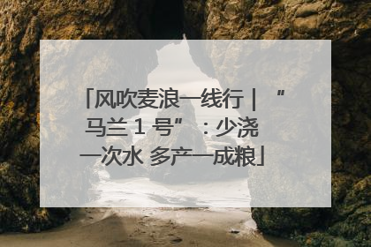 风吹麦浪一线行｜“马兰 1 号”：少浇一次水 多产一成粮
