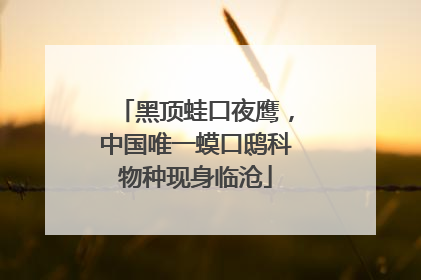 黑顶蛙口夜鹰，中国唯一蟆口鸱科物种现身临沧