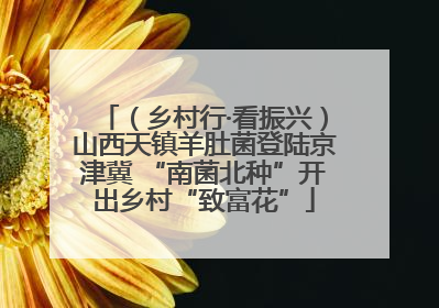 （乡村行·看振兴）山西天镇羊肚菌登陆京津冀 “南菌北种”开出乡村“致富花”